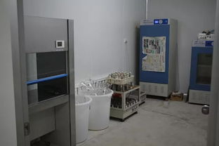 雙興新盛木耳菌包廠 優質菌包熱銷中，專業技術助力致富路